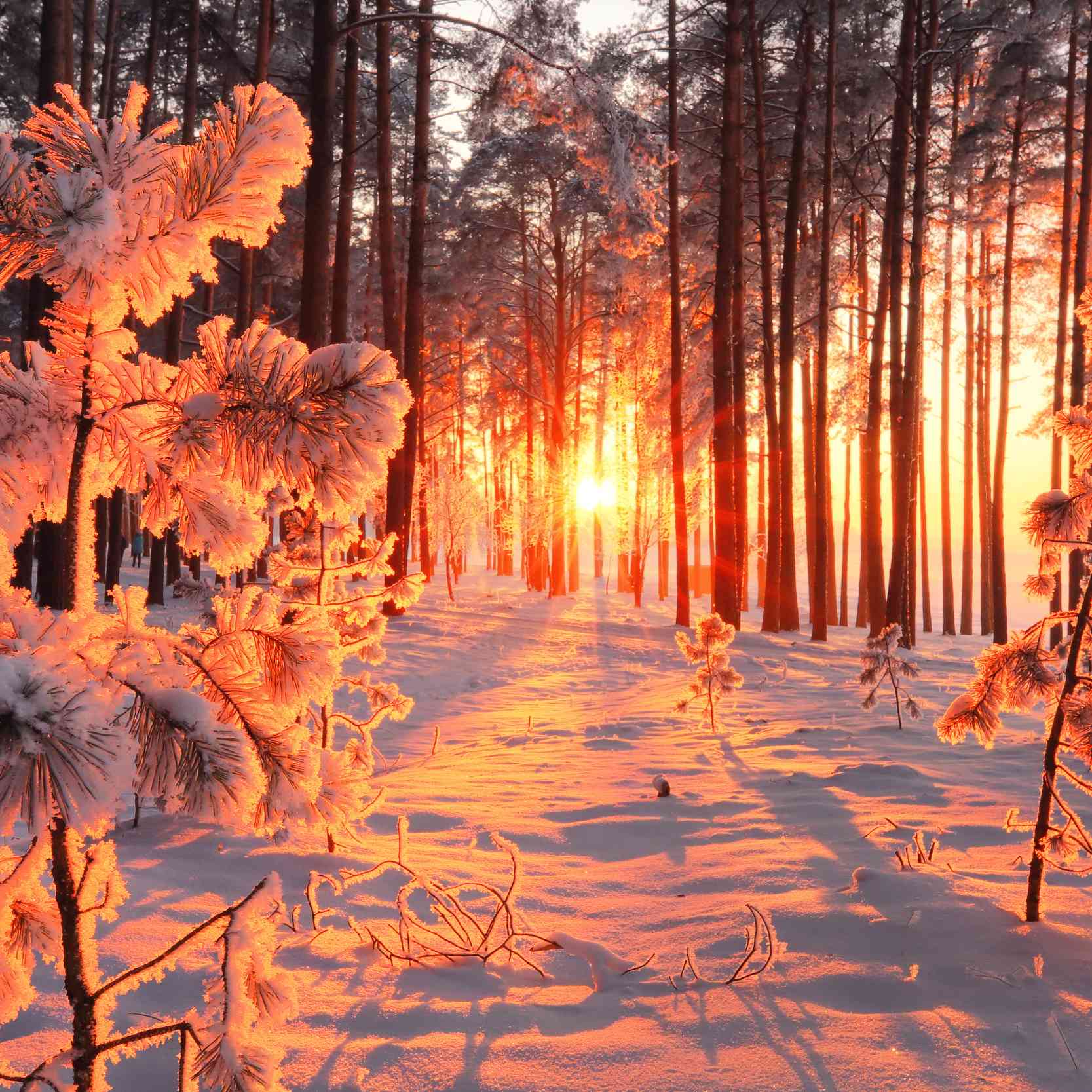 Winter im Schwarzwald