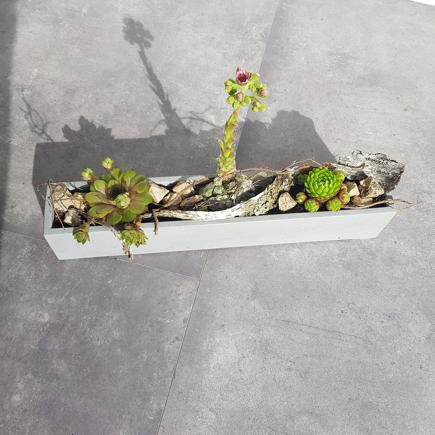 Auf dem grau gefliesten Boden steht ein grauer Beton-Blumenkasten, gefüllt mit Sukkulenten und Rinde. Die Pflanzen zeigen grüne und rötliche Farbtöne, variierende Höhen und eine kleine rosa Blüte auf einem hohen Stiel. Elegante Schattenwürfe zur Seite verstärken die Wirkung des Arrangements.