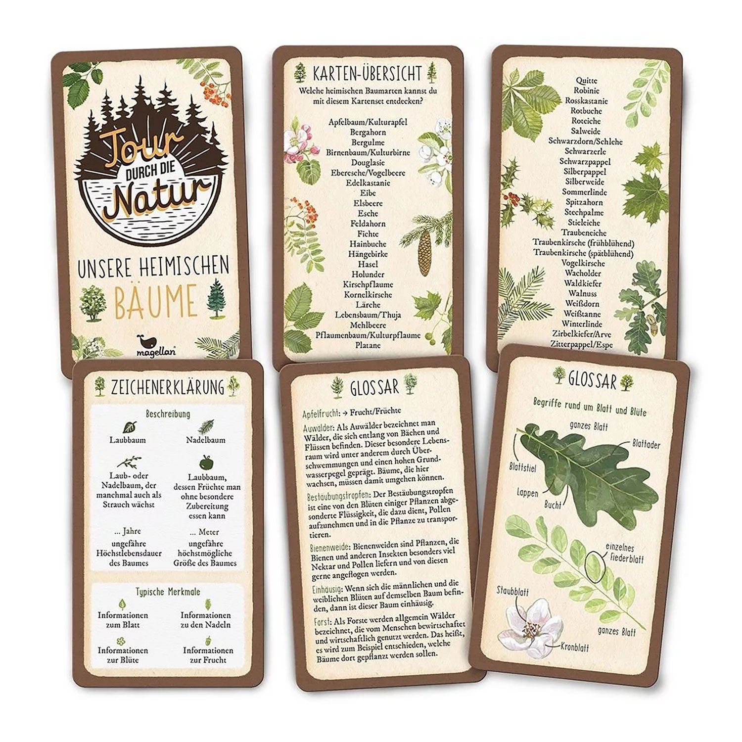 Sechs Karten "Tour durch die Natur - Unsere heimischen Bäume" mit Blattzeichnungen.