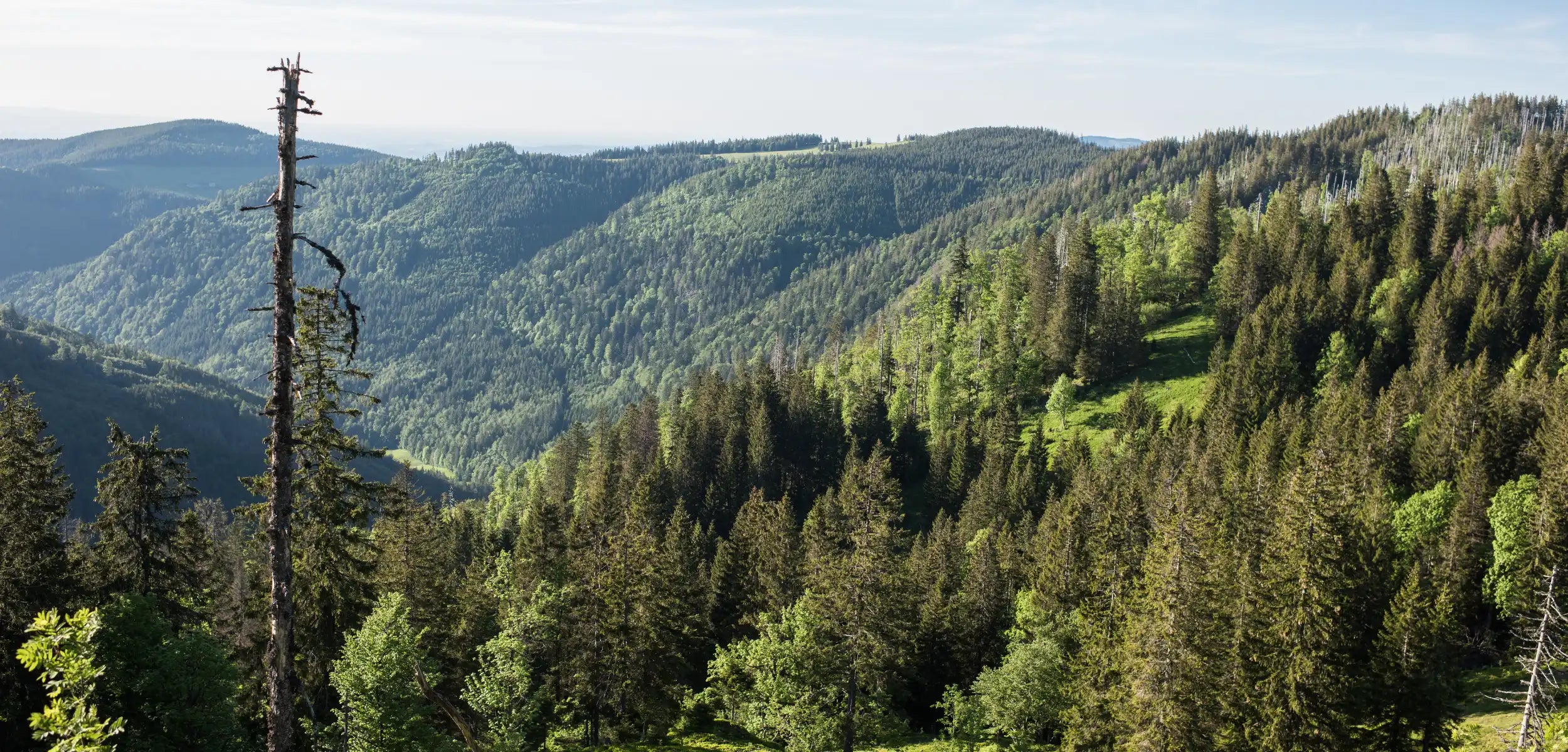 Grün bewaldete Berge unter einem klaren Himmel mit Sonnenlicht auf den Bäumen.