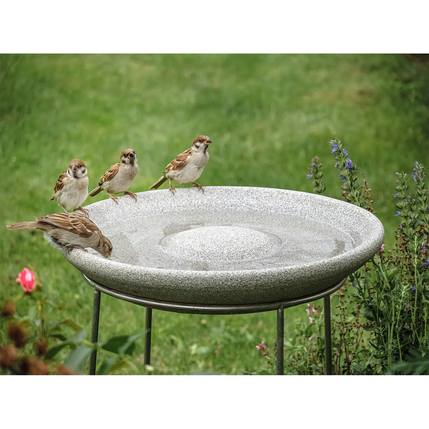 Vier kleine Vögel auf einer Vogeltränke Granicum mit Ständer in einem grünen Garten.