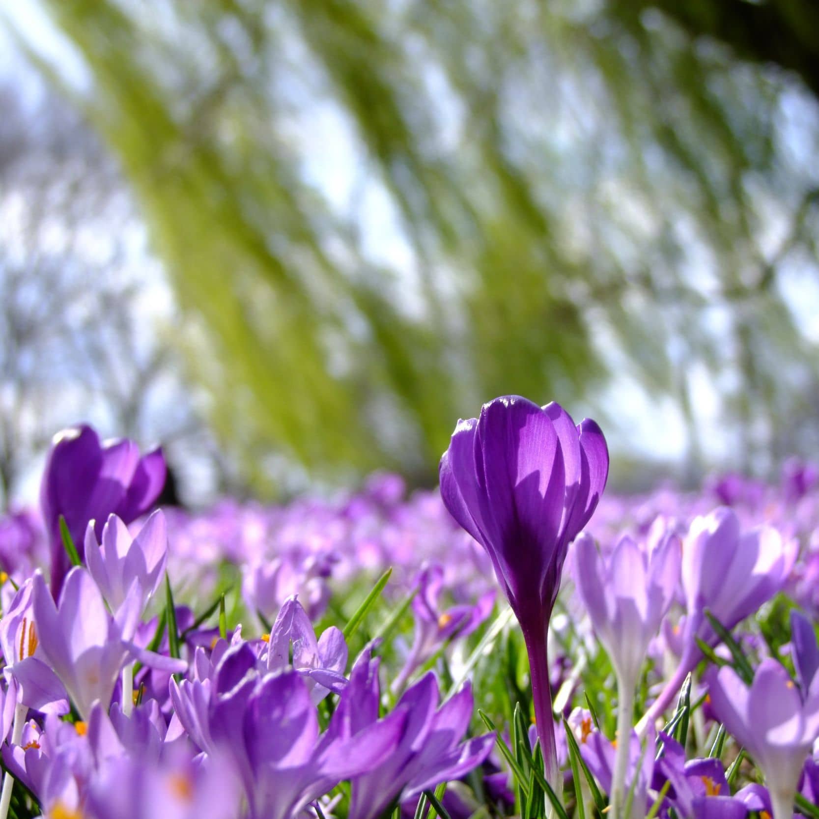 Frühling im Schwarzwald