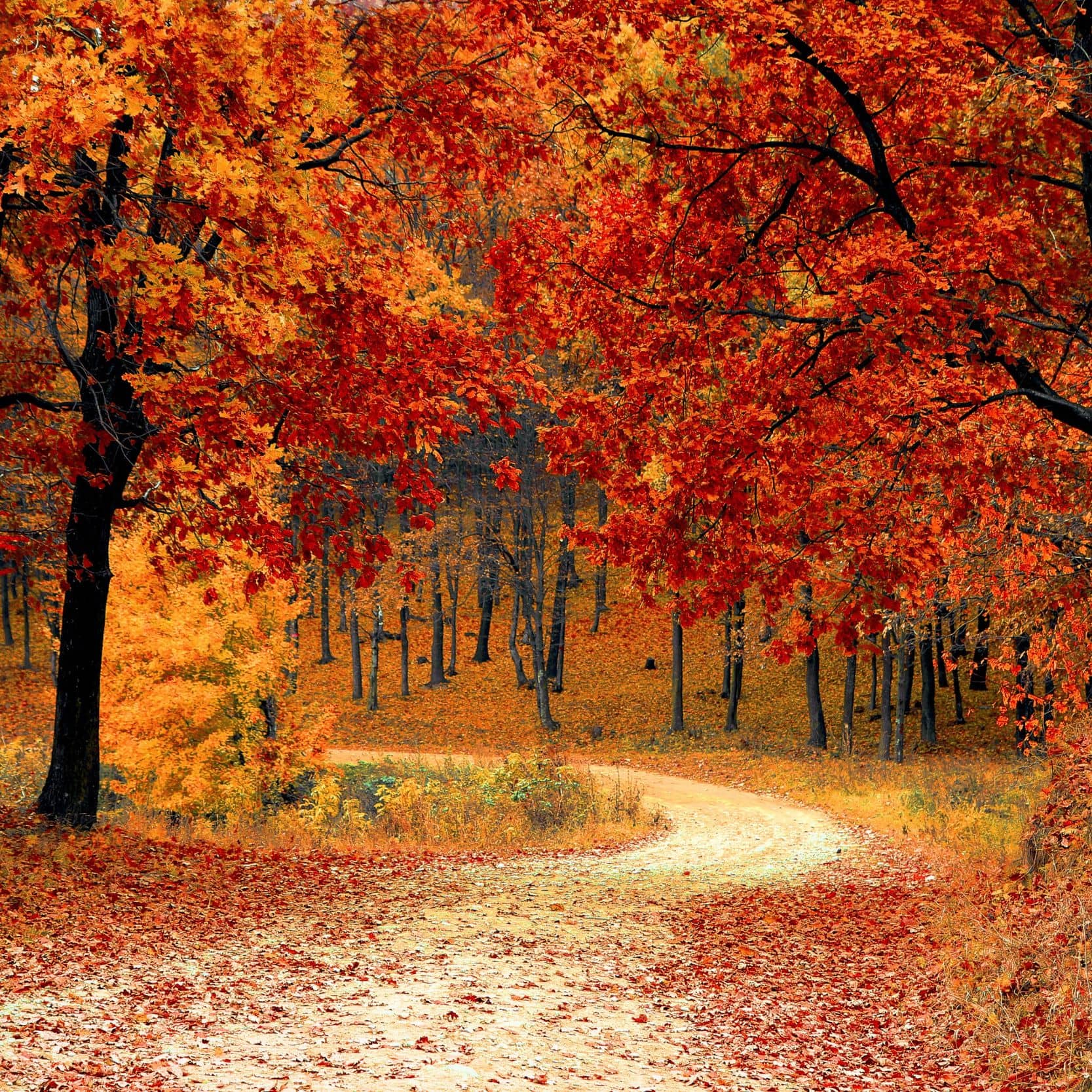 Den Herbst genießen