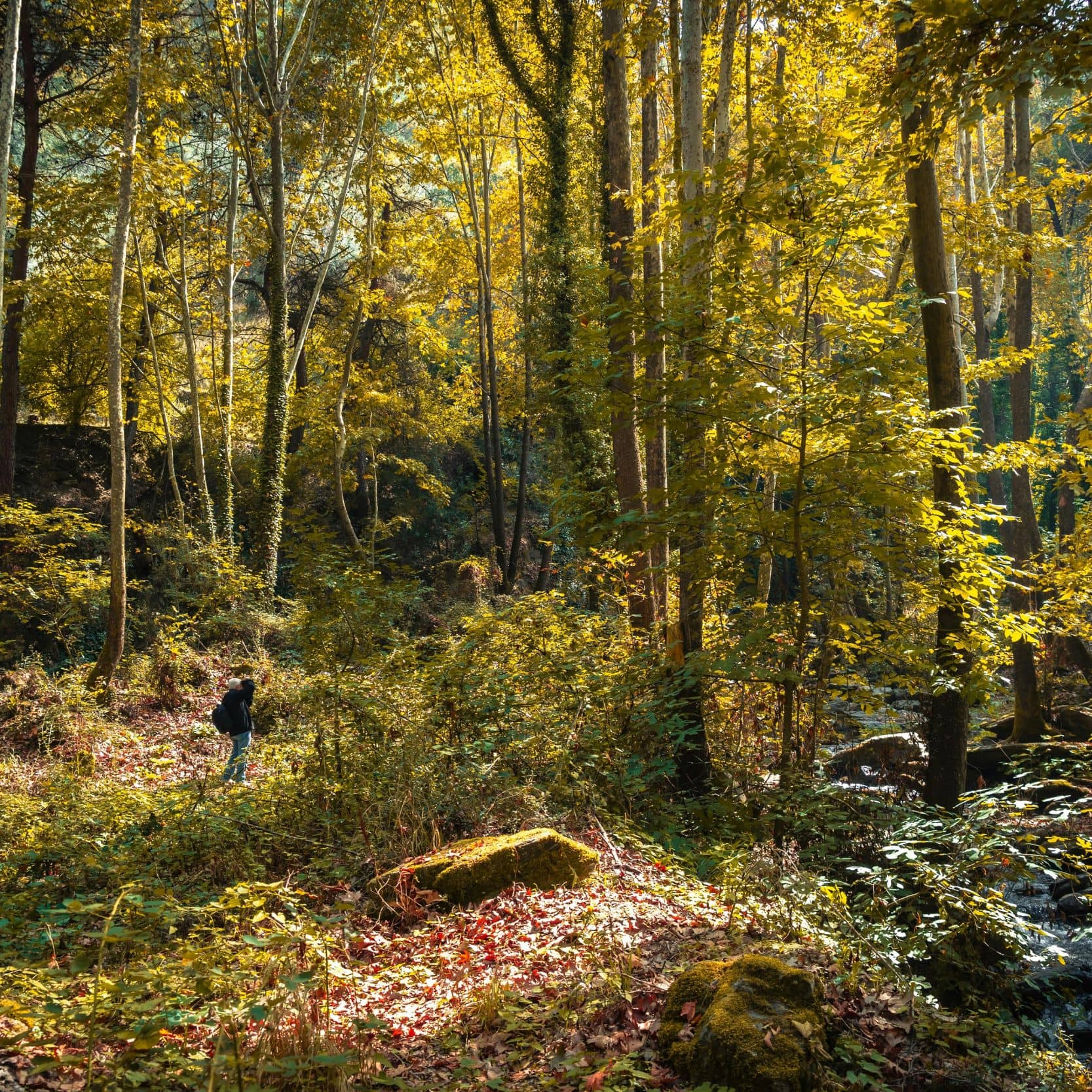Wandern im Schwarzwald