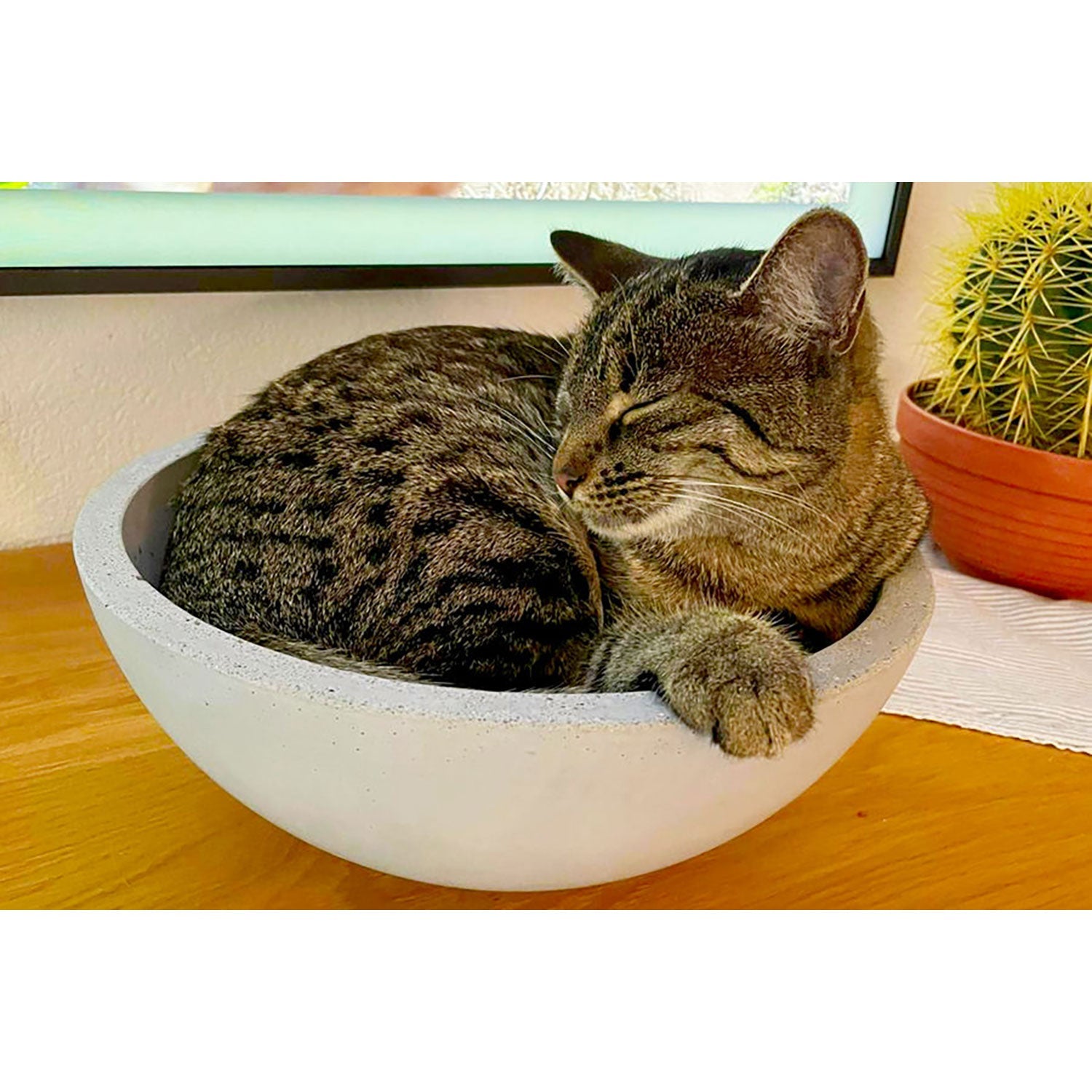 Eine getigerte Katze schläft friedlich in einer großen, runden, weißen „Großen Betonschale rund“ auf einer Holzoberfläche, während ein kleiner Topfkaktus im Hintergrund das ästhetische Design unterstreicht.