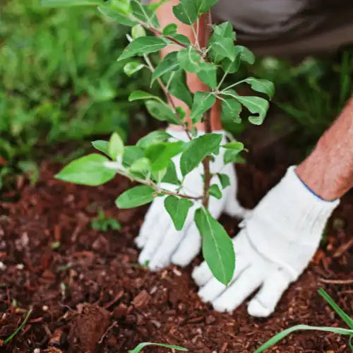 Eine Person mit Handschuhen pflanzt im Freien einen jungen Baum in die Erde.
