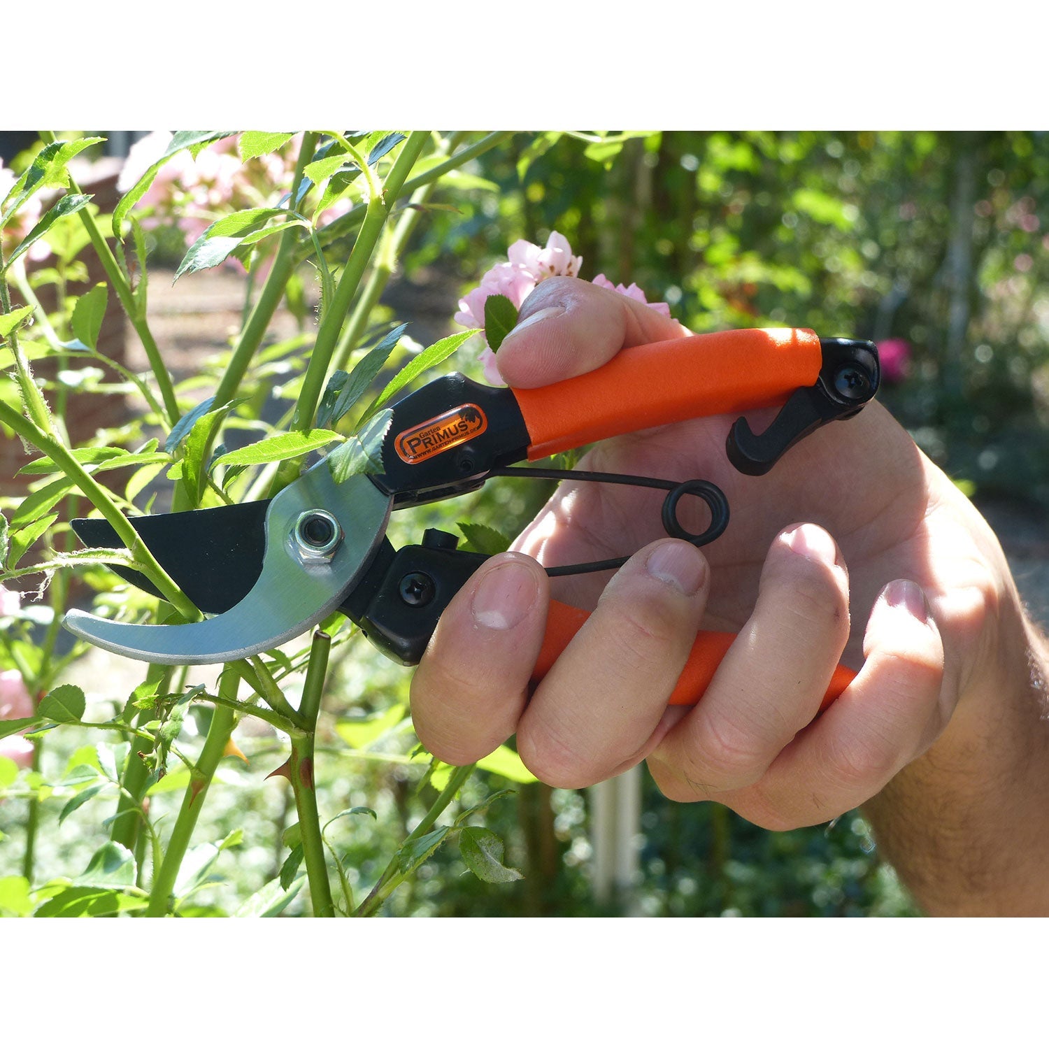 Hand hält Gartenschere für Damen und schneidet grüne Pflanzenstängel.