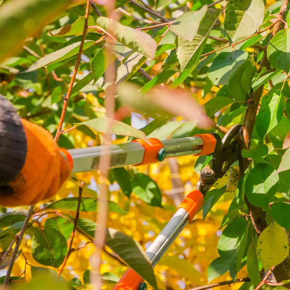 Person, die mit einer orangefarbenen Astschere inmitten grüner Blätter Äste beschneidet.