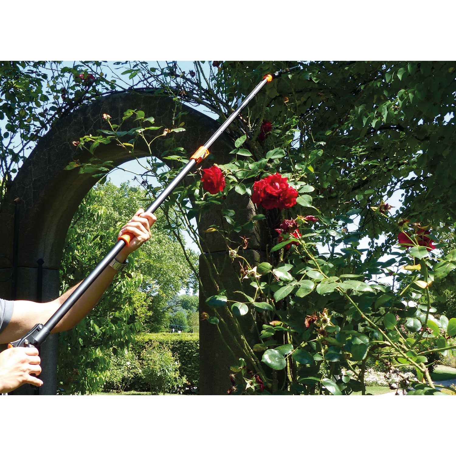 Mit der teleskopierbaren Rosenschere Äste roter Rosen im Garten schneiden.