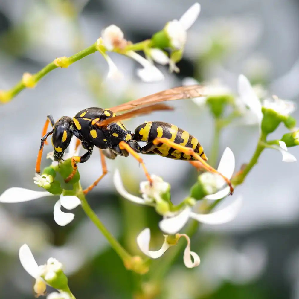 Eine Wespe sitzt auf einer kleinen weißen Blüte vor einem unscharfen Hintergrund.